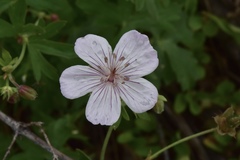 Geranium viscosissimum incisum