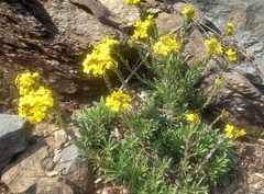 Alyssoides utriculata