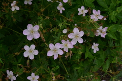 Geranium viscosissimum incisum