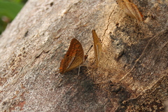 Charaxes macclounii