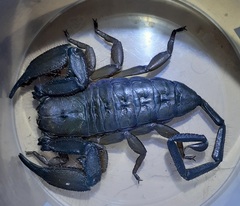 Hadogenes troglodytes