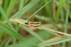 Epacromiini