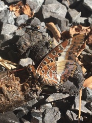 Charaxes brutus