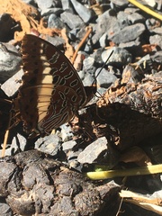 Charaxes brutus