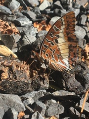 Charaxes brutus