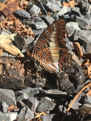 Charaxes brutus