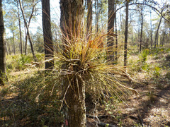 Tillandsia bartramii