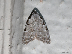 Nola triquetrana