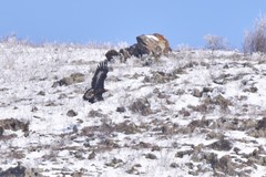 Aquila chrysaetos daphanea