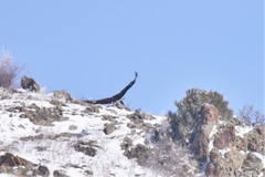 Aquila chrysaetos daphanea