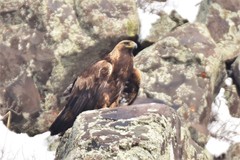 Aquila chrysaetos daphanea