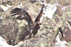 Aquila chrysaetos daphanea