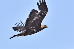 Aquila chrysaetos daphanea