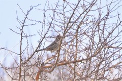 Carpodacus