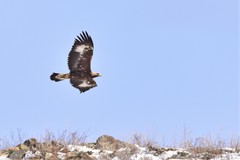 Aquila chrysaetos daphanea