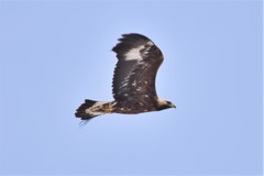 Aquila chrysaetos daphanea