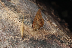 Charaxes macclounii