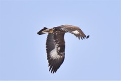 Aquila chrysaetos daphanea
