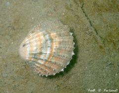 Acanthocardia paucicostata