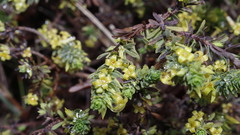 Thymelaea dioica