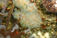 Aplidium glabrum