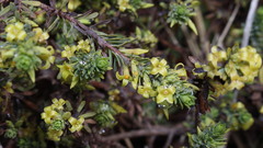 Thymelaea dioica