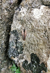 Euphaedusa buccinella