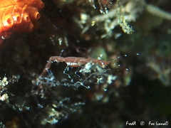 Phtisica marina
