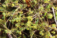 Thymelaea dioica