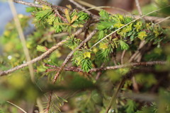 Thymelaea dioica
