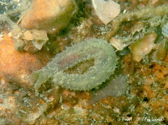 Flabelligera affinis