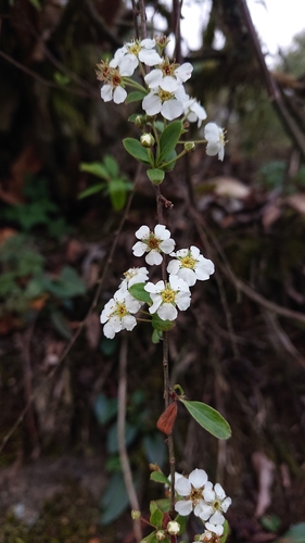 Spiraea prunifolia