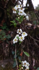 Spiraea prunifolia
