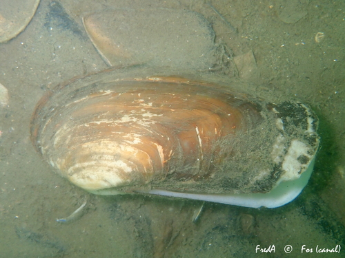 Oblong Otter-shell