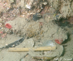 Microcosmus polymorphus