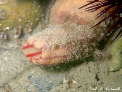 Microcosmus sabatieri