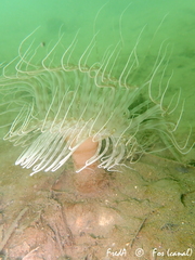 Pachycerianthus solitarius