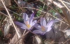 Crocus neglectus