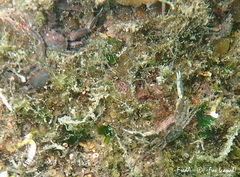 Pisidia