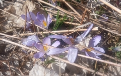 Crocus neglectus