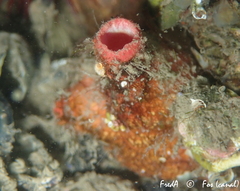Pyura dura