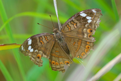 Junonia natalica