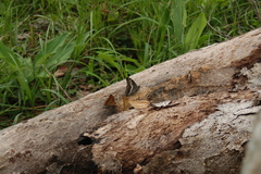Charaxes castor flavifasciatus