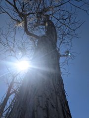 Pseudoparmelia uleana