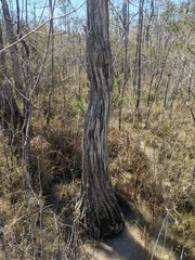 Pseudoparmelia uleana