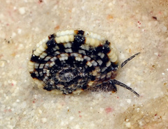 Heliacus variegatus