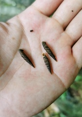 Euphaedusa buccinella