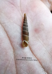 Euphaedusa buccinella