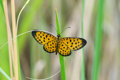Pardopsis punctatissima