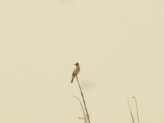 Acrocephalus stentoreus